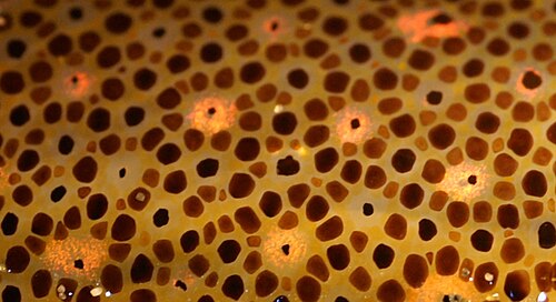 Des chromatophores contrôlables de différentes couleurs dans la peau d'un calmar lui permettent de changer rapidement de coloration et de motifs, que ce soit pour le camouflage ou la signalisation.