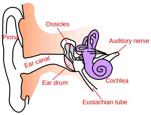 Anatomie de l'oreille
