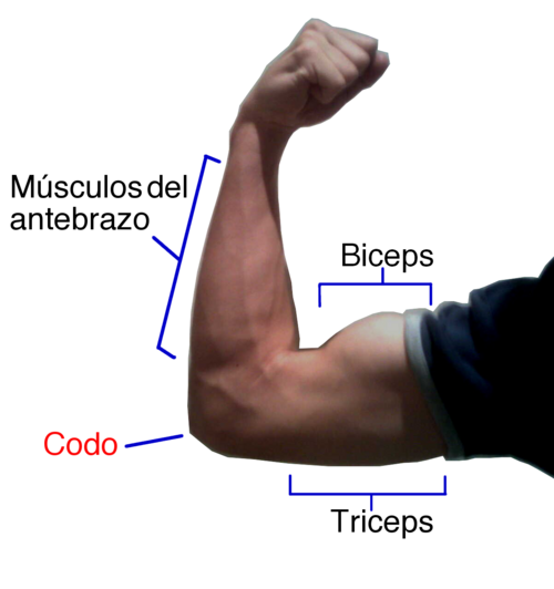 Biceps et triceps.