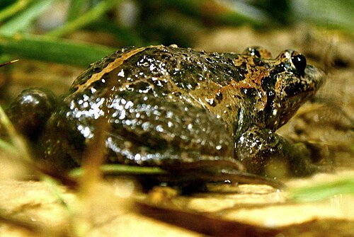 Grenouille peinte Hula