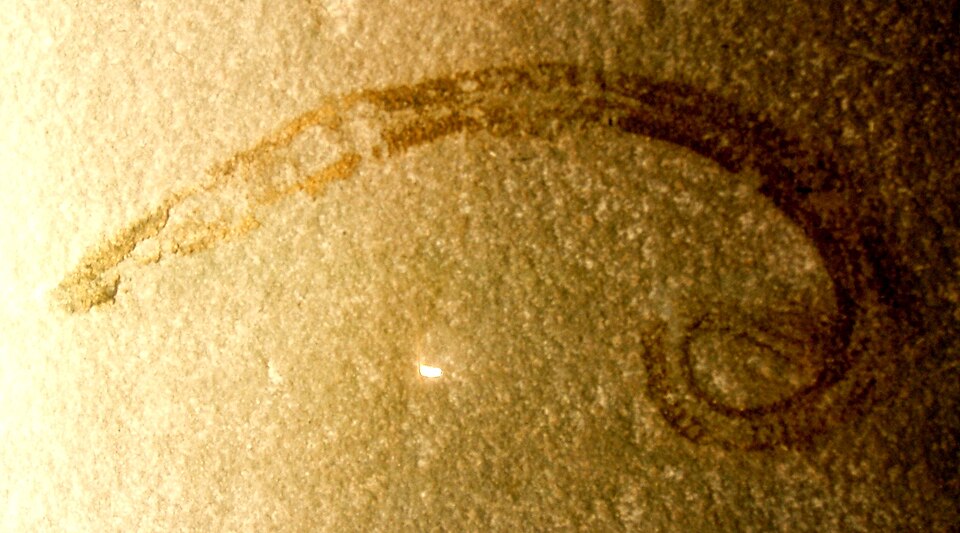 Eophasma jurasicum, un nématode fossilisé