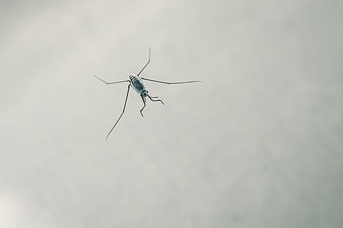 Un spécimen vivant de l'espèce pélagique Halobates sericeus