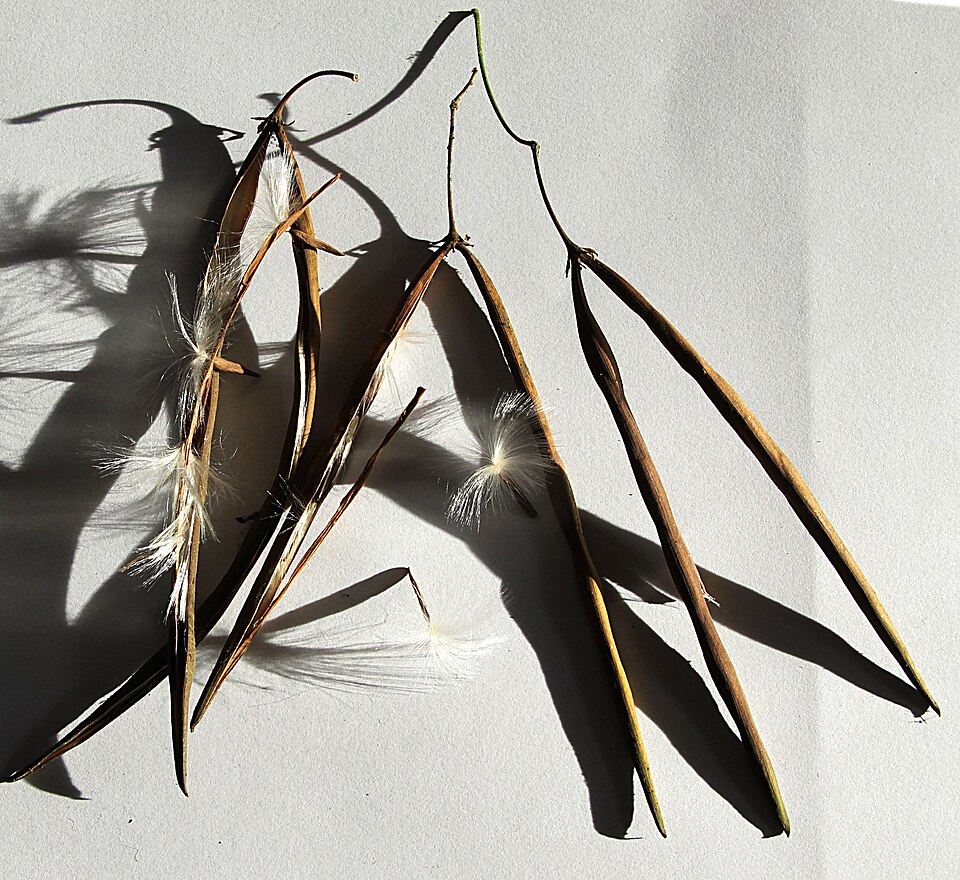 Trachelospermum jasminoides (déhiscence)