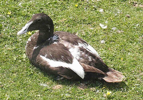 Mâle adulte en plumage d'éclipse