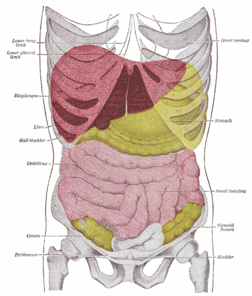 Topographie des viscères thoraciques et abdominaux