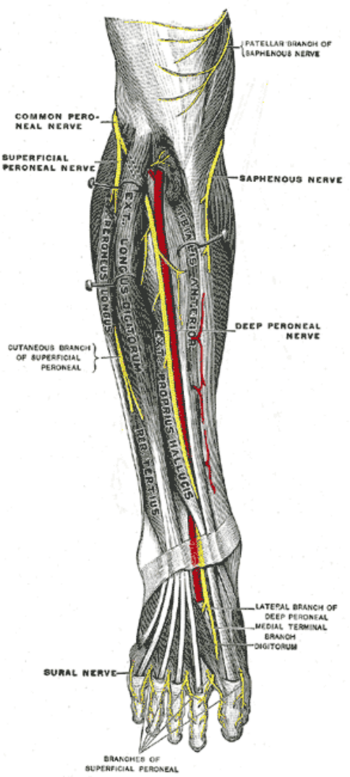 Nerfs profonds de la face antérieure de la jambe
