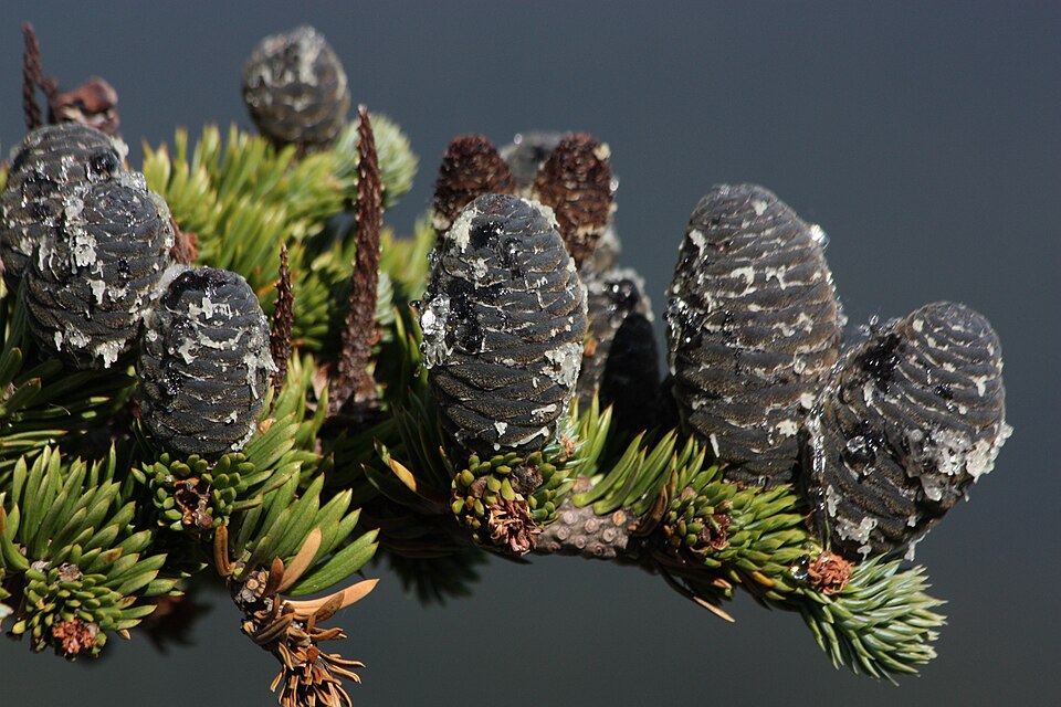 Pinacées : cônes femelles non ouverts de sapin subalpin (Abies lasiocarpa)