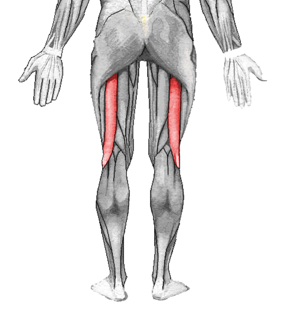 Biceps fémoral