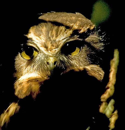 Image de Morepork (Ninox novaeseelandiae) sur la montagne Maungatautari