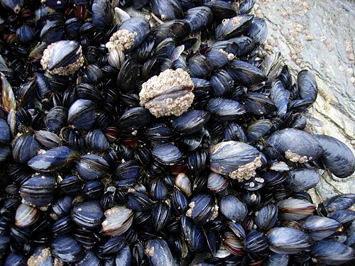 Moules dans la zone intertidale de Cornouailles, en Angleterre
