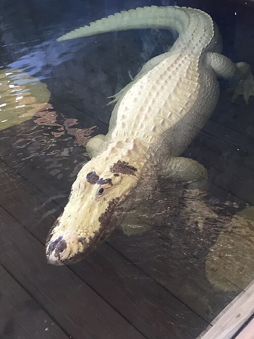Alligator américain leucistique (Alligator mississippiensis)