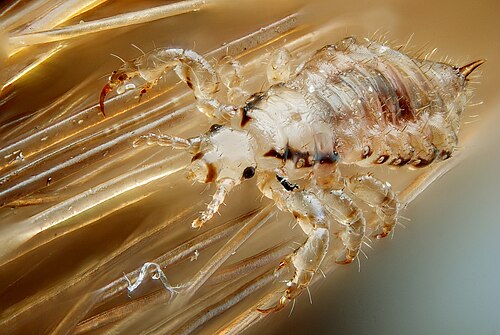 Les poux de tête humains sont des ectoparasites obligatoires transmis directement.