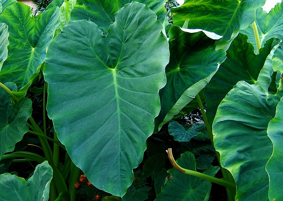 Feuilles