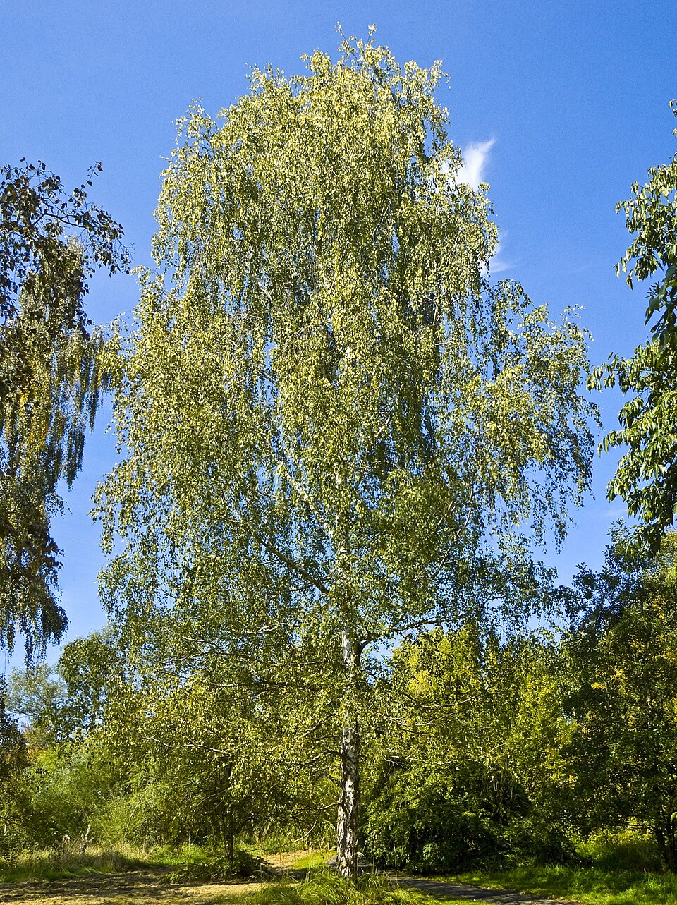 Le bouleau argenté (Betula pendula) est un arbre vivace à feuilles caduques d'Eurasie.