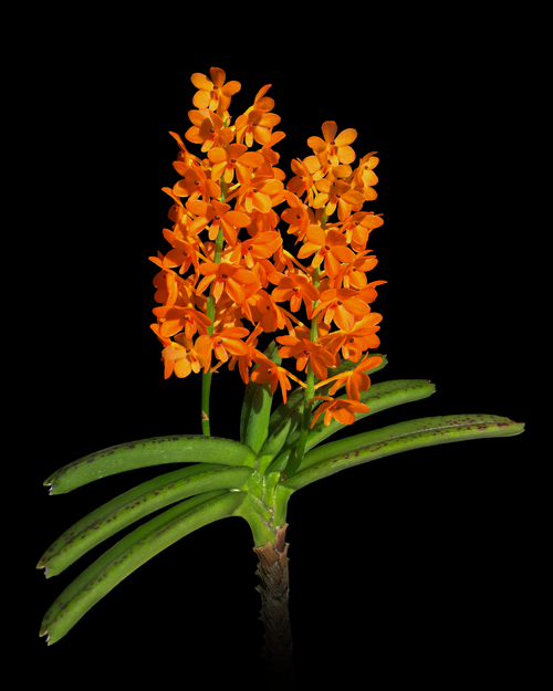 Photo d'une petite orchidée Vanda garayi en fleur, isolée sur fond noir.