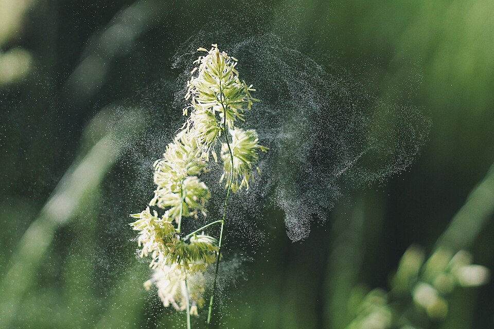 L'herbe à chat (Dactylis glomerata) disperse le pollen grâce au vent