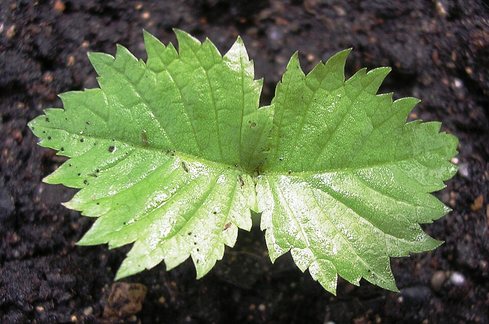 Orme rocheux Ulmus thomasii en germination
