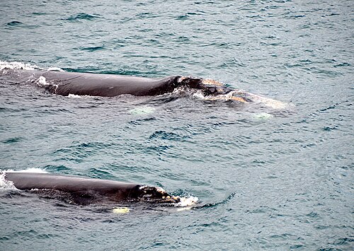 Baleines franches australes