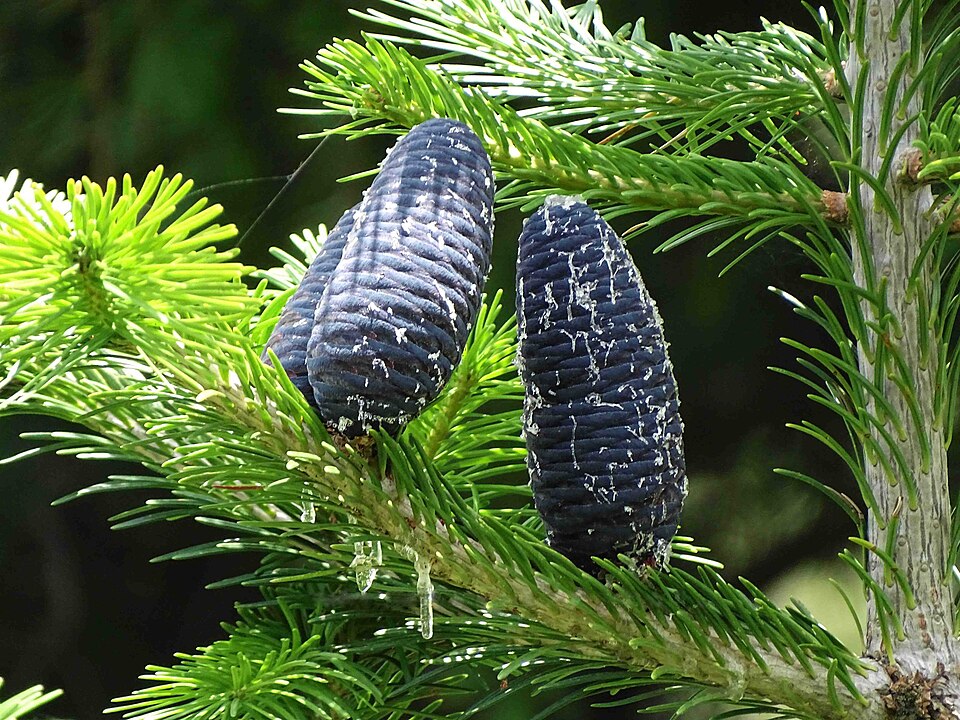 Sapin de Pindrow Abies pindrow avec des cônes violet foncé