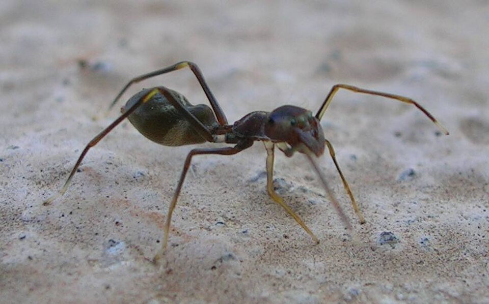 Une araignée sauteuse imitant une fourmi