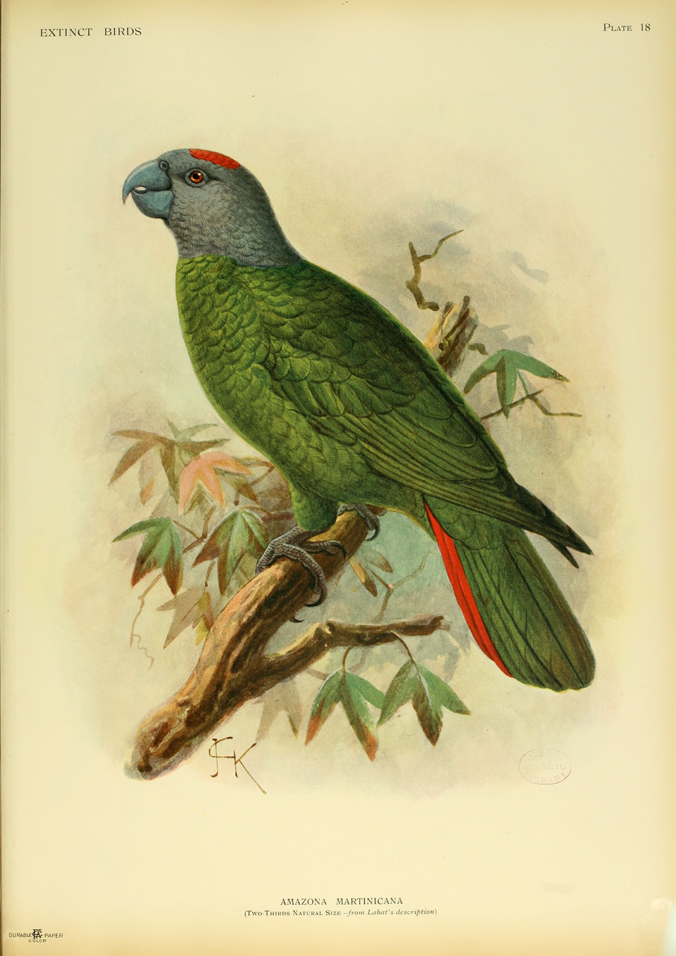 L'amazone de Martinique (Amazona martinicana), une espèce éteinte de perroquet de la famille des Psittacidae