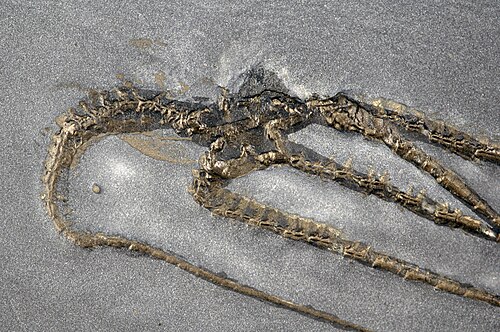 Furcaster paleozoicus pyritisé provenant de l'ardoise de Hunsrück