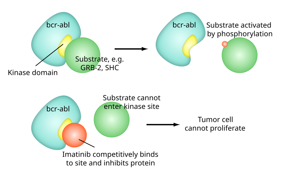 Mécanisme d'action de l'imatinib