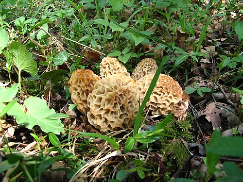 Les morilles jaunes en France