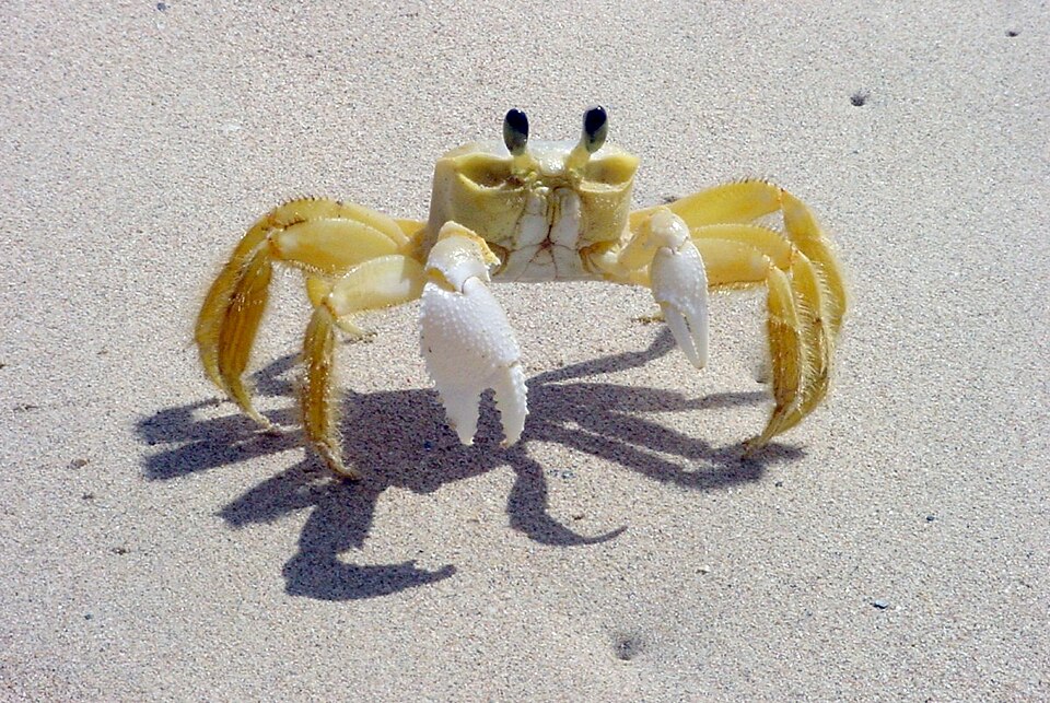 Un crabe fantôme de l'Atlantique (Ocypode quadrata) en Martinique.
