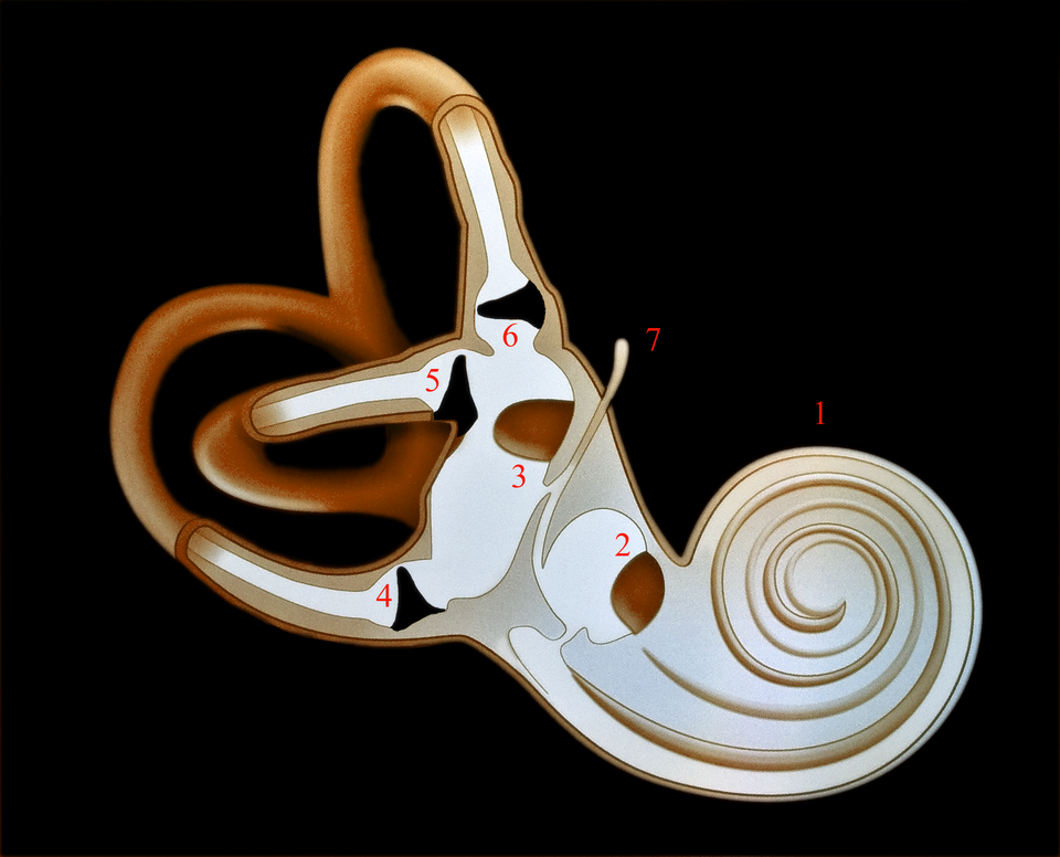 Oreille interne