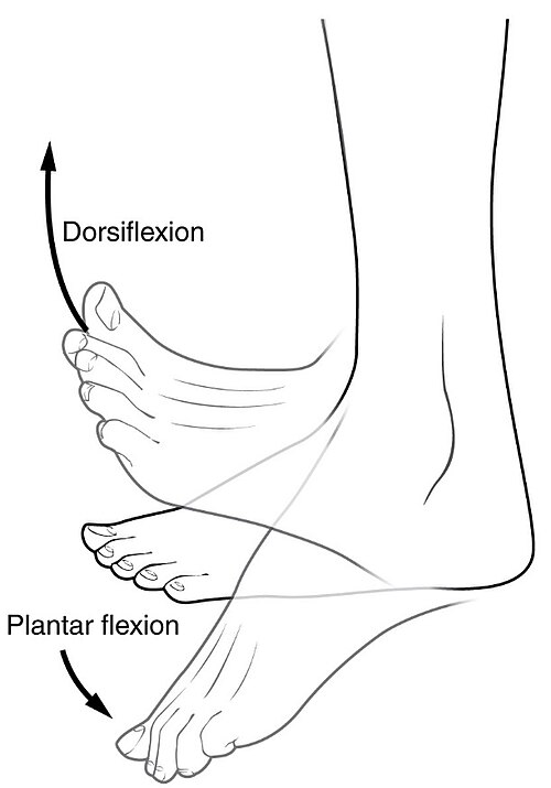 Flexion dorsale et plantaire du pied