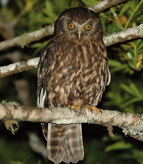 Morepork à Warkworth, Nouvelle-Zélande