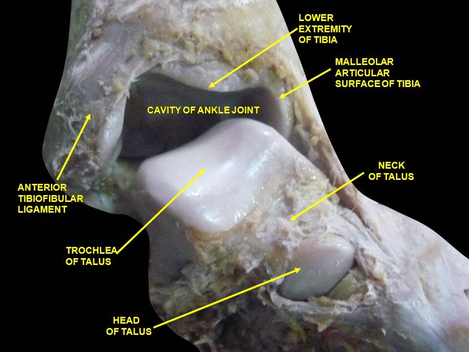 Articulation de la cheville. Dissection profonde. Vue antérieure