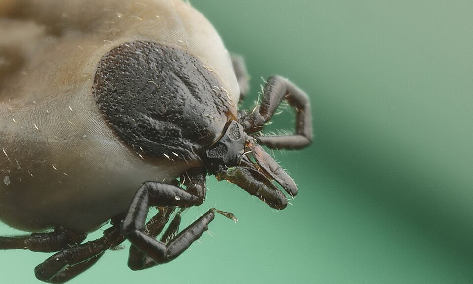 Tique (Ixodes ricinus), un arachnide à titre de comparaison