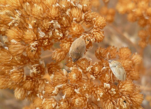 Fleurs séchées avec Hémiptères