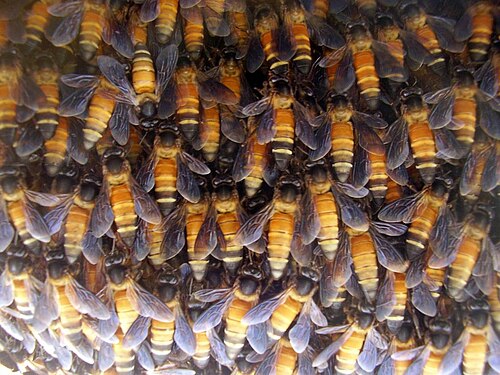 Abeille géante (A. dorsata)