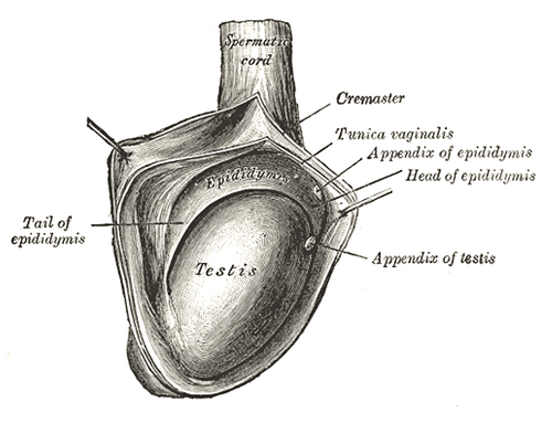 Le testicule droit, exposé en ouvrant la tunique vaginale.