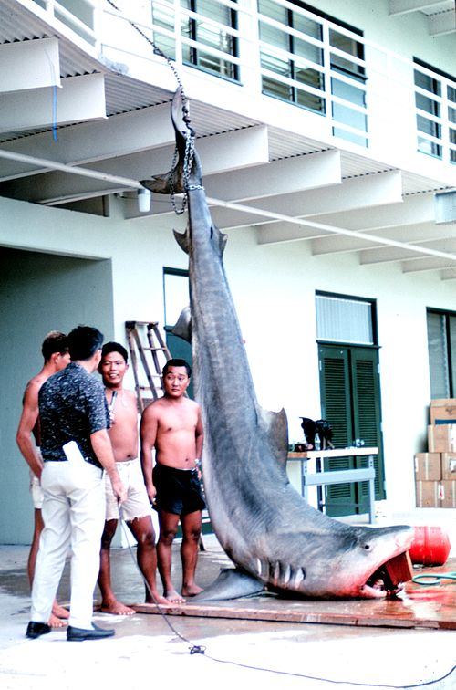 Photo d'un requin tigre suspendu à côté de quatre hommes.