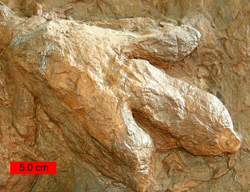 Gigandipus, une empreinte de dinosaure dans la formation Moenave du Jurassique inférieur sur le site de découverte des dinosaures de St. George à Johnson Farm, dans le sud-ouest de l'Utah