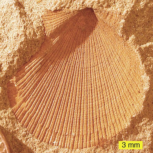 Moule externe d'Aviculopecten subcardiformis de la formation de Logan, Carbonifère inférieur, Ohio