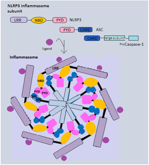 Description de l'image pour les malvoyants
