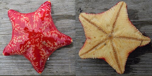 L'étoile de mer Porania pulvillus, surfaces aborales et orales