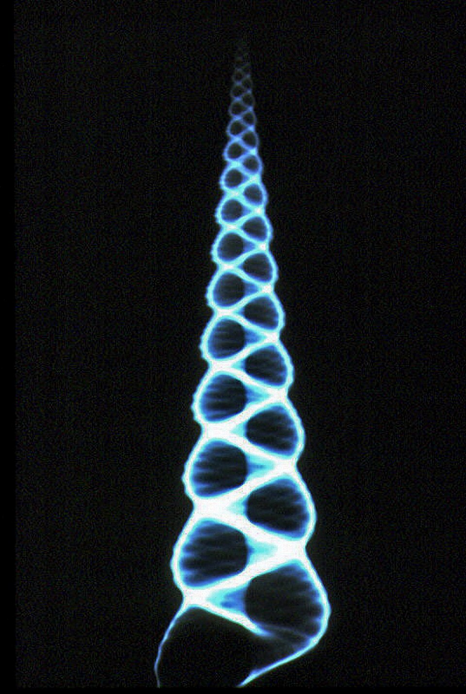 Image radiographique de Turritella