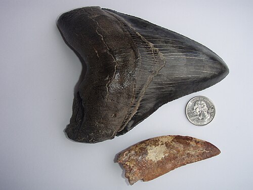Dents de mégalodon et de carcharodontosaure. Ce dernier a été trouvé dans le désert du Sahara.