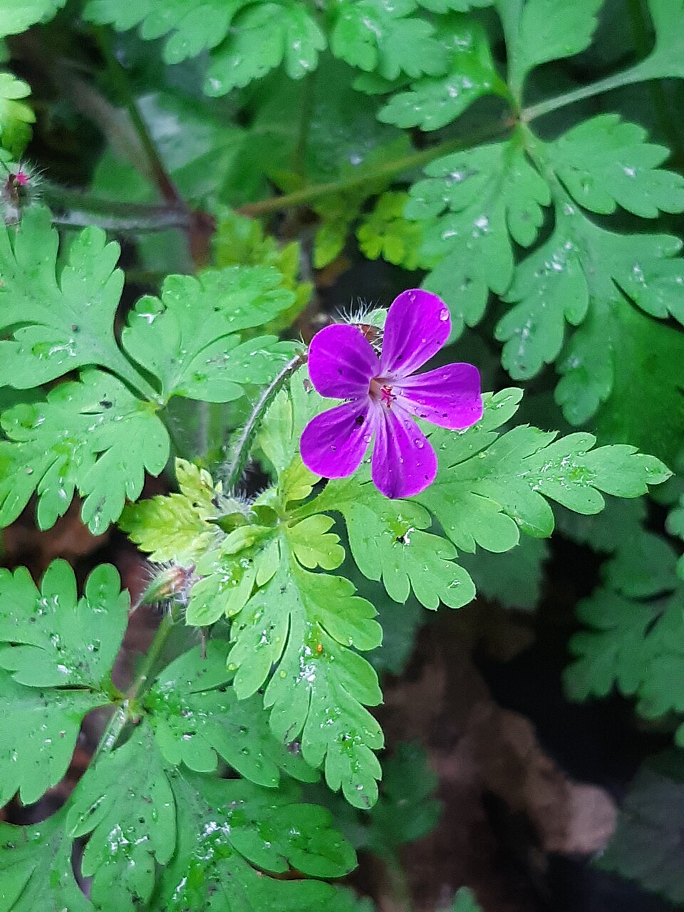 Geranium robertianum, herbe-Robert, est une plante herbacée annuelle ou bisannuelle d'Europe et d'Amérique du Nord.