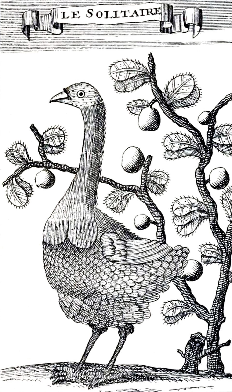 Gravure d'une solitaire Rodrigues féminine devant un buisson