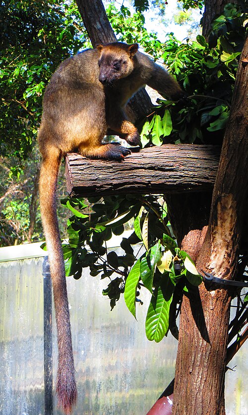 Le kangourou arboricole de Lumholtz (Dendrolagus lumholtzii)