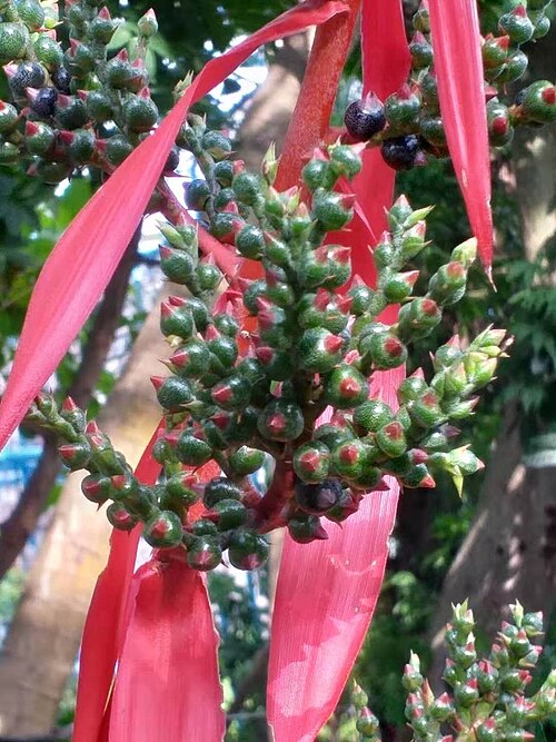 Les bractées rouges d'Aechmea bracteata