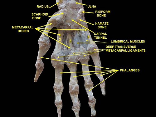 Main droite. Dissection profonde. Vue antérieure (palmaire).