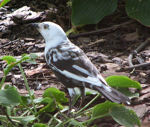 Quiscale commun leucistique (Quiscalus quiscula)